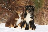 BERGER AUSTRALIEN PUPPIES 583